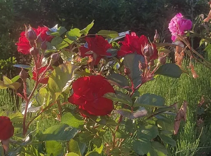 Penzion Le Domaine Des Pres 3*