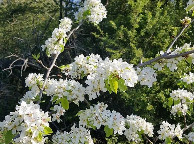 Le Domaine Des Pres Penzion